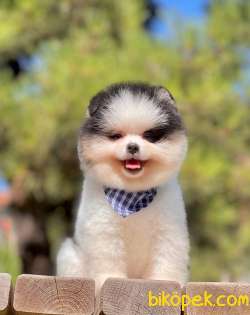 3 Aylık Erkek Party Color Pomeranian Yavrum 3