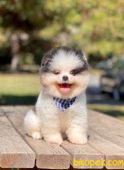 3 Aylık Erkek Party Color Pomeranian Yavrum 1