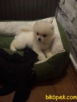 3 Aylık Erkek Pomeranian 2