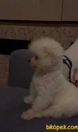 3 Aylık Erkek Pomeranian 3