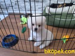 3 Aylık Erkek Pomeranian 1