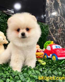 3 AYLIK ERKEK POMERANİAN BOO 2