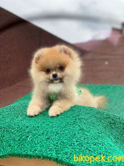 3 Aylık Erkek Pomeranian Yavrumuz 1
