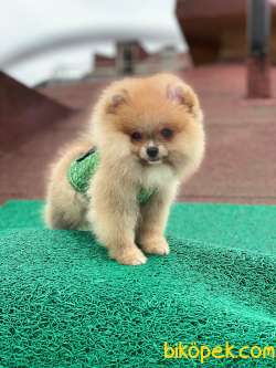 3 Aylık Erkek Pomeranian Yavrumuz 3