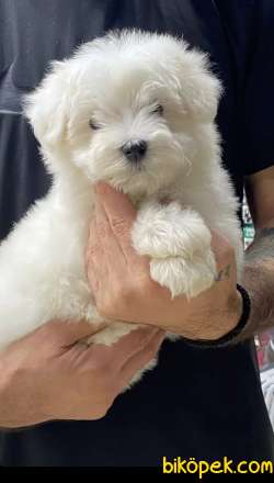 3 Aylık Erkek Safkan Maltese Yavrum 2