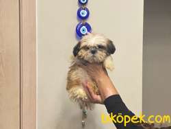 3 AYLIK ERKEK TEACUP SHİHTZU YAVRU KÖPEK SHİH TZU