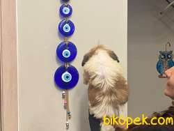 3 AYLIK ERKEK TEACUP SHİHTZU YAVRU KÖPEK SHİH TZU 4