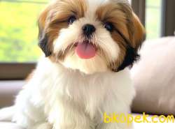 3 AYLIK ERKEK TEACUP SHİHTZU YAVRU KÖPEK SHİH TZU 2