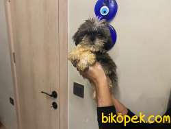 3 AYLIK ERKEK TEACUP SHİHTZU YAVRU KÖPEK SHİH TZU 3