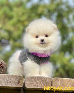 Teddy Bear Suratlı Oğlum RİO 4