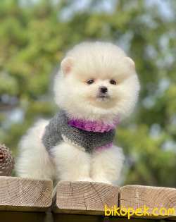 Teddy Bear Suratlı Oğlum RİO 2