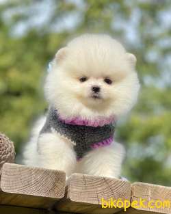 Teddy Bear Suratlı Oğlum RİO 3