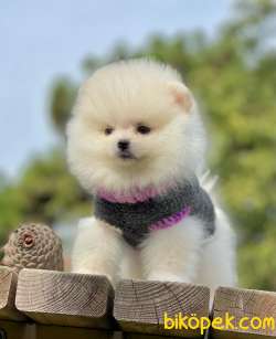 Teddy Bear Suratlı Oğlum RİO 1
