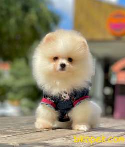 3 Aylık Erkek Teddy Bear Pomeranian Yavrumuz 3