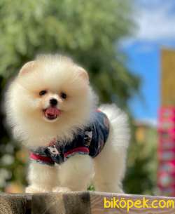 3 Aylık Erkek Teddy Bear Pomeranian Yavrumuz 2