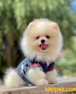 3 Aylık Erkek Teddy Bear Pomeranian Yavrumuz 5