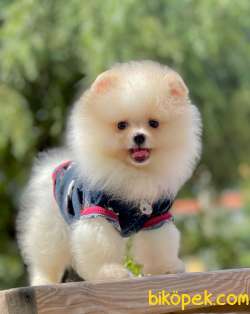 3 Aylık Erkek Teddy Bear Pomeranian Yavrumuz 4