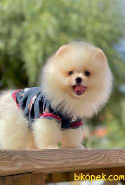 3 Aylık Erkek Teddy Bear Pomeranian Yavrumuz 1