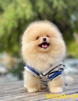 3 Aylık Erkek Teddy Bear Pomeranian Yavrumuz 1