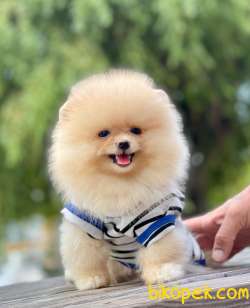 3 Aylık Erkek Teddy Bear Pomeranian Yavrumuz 3