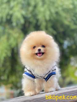3 Aylık Erkek Teddy Bear Pomeranian Yavrumuz 2