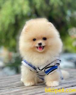 3 Aylık Erkek Teddy Bear Pomeranian Yavrumuz 4