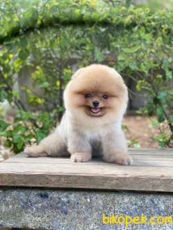 3 Aylık Erkek Teddy Bear Pomeranian Yavrumuz 2