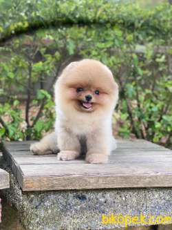 3 Aylık Erkek Teddy Bear Pomeranian Yavrumuz 1