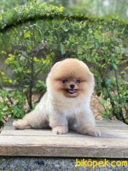 3 Aylık Erkek Teddy Bear Pomeranian Yavrumuz 3