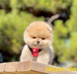 3 Aylık Erkek Teddy Bear Pomeranian Yavrumuz 4