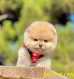 3 Aylık Erkek Teddy Bear Pomeranian Yavrumuz 1