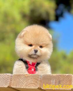 3 Aylık Erkek Teddy Bear Pomeranian Yavrumuz 2