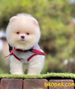 3 Aylık Erkek Teddy Bear Pomeranian Yavrumuz 3