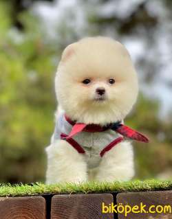 3 Aylık Erkek Teddy Bear Pomeranian Yavrumuz 2