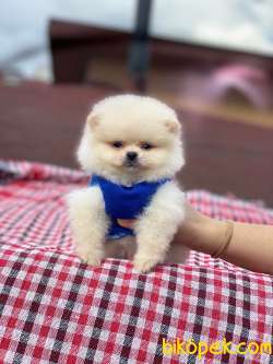 Show Class Pomeranian Oğlum “TOMMY” 2