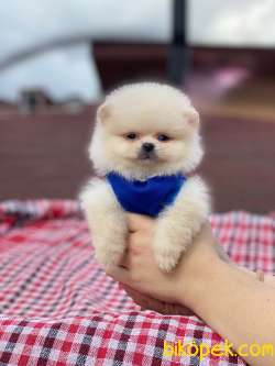 Show Class Pomeranian Oğlum “TOMMY” 4