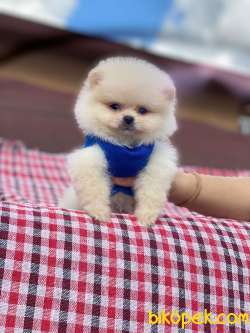 Show Class Pomeranian Oğlum “TOMMY” 3