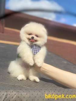 Teddy Bear Surata Sahip Kar Beyaz Pomeranian Yavrumuz 4