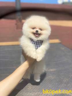 Teddy Bear Surata Sahip Kar Beyaz Pomeranian Yavrumuz 2