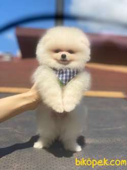 Teddy Bear Surata Sahip Kar Beyaz Pomeranian Yavrumuz 3