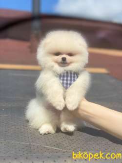 Teddy Bear Surata Sahip Kar Beyaz Pomeranian Yavrumuz 1