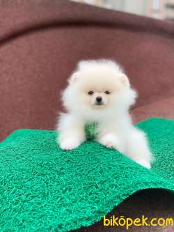 3 Aylık Erkek Teddy Bear Pomeranian Yavrumuz 4