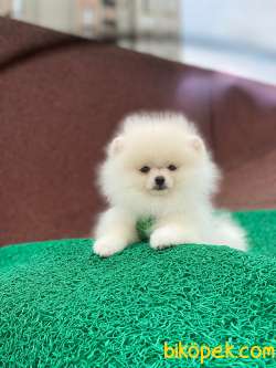 3 Aylık Erkek Teddy Bear Pomeranian Yavrumuz 2