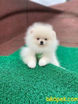 3 Aylık Erkek Teddy Bear Pomeranian Yavrumuz 3