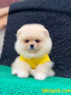 3 Aylık Erkek Teddy Bear Pomeranian Yavrumuz 2