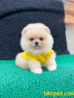 3 Aylık Erkek Teddy Bear Pomeranian Yavrumuz 1