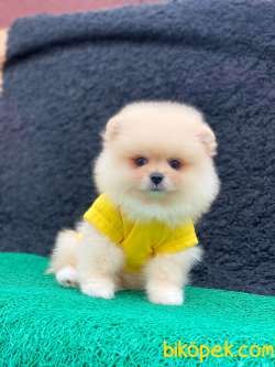 3 Aylık Erkek Teddy Bear Pomeranian Yavrumuz 3
