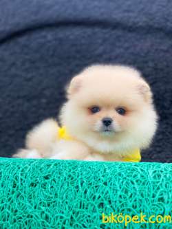 3 Aylık Erkek Teddy Bear Pomeranian Yavrumuz 4
