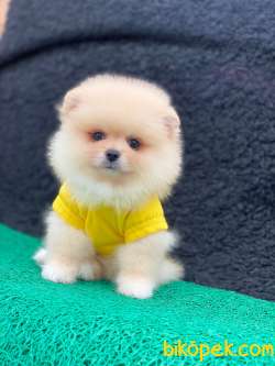 3 Aylık Erkek Teddy Bear Pomeranian Yavrumuz 5
