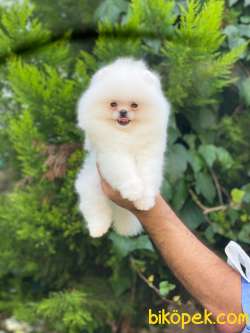 3 Aylık Erkek Teddy Bear Pomeranian Yavrumuz 3